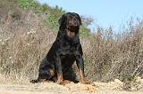 ROTTWEILER 094